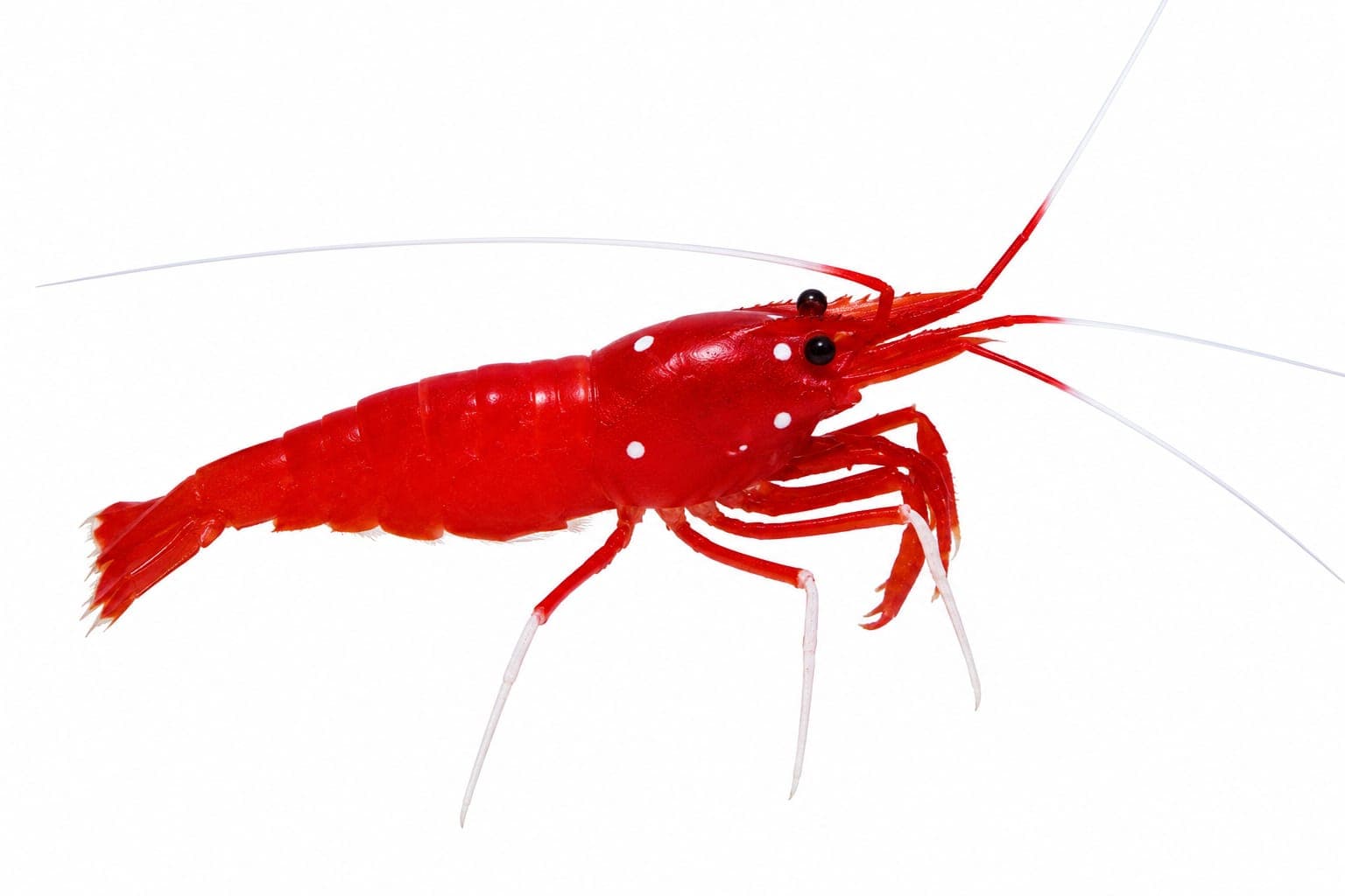 Blood Fire Shrimp
