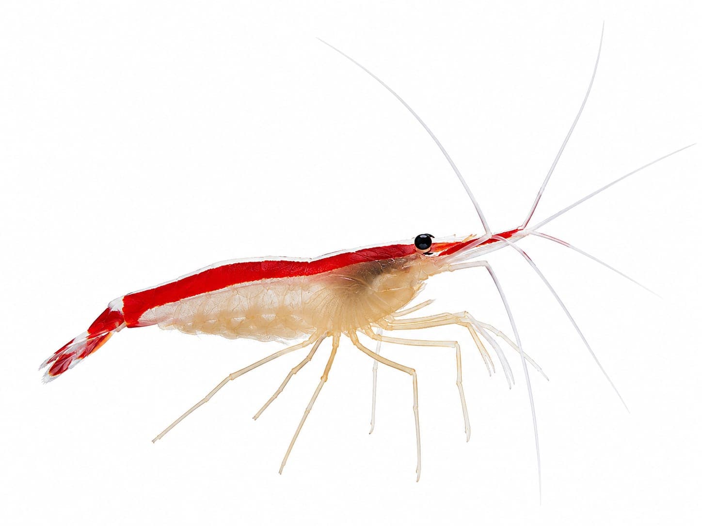 Cleaner Shrimp