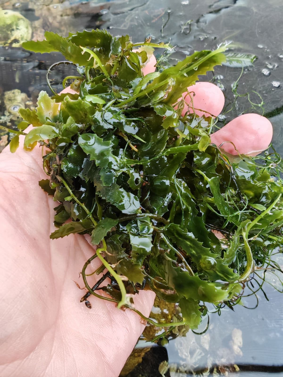 1x Sawtooth Algae